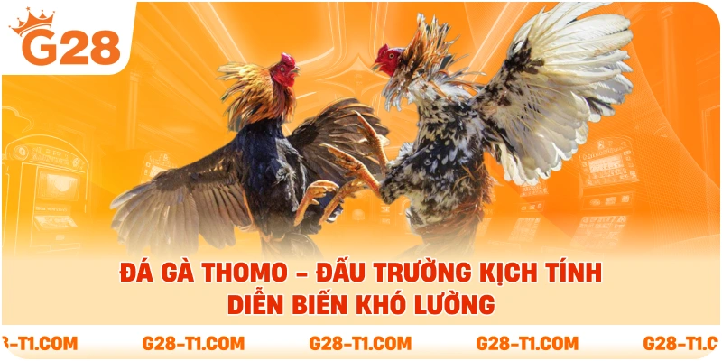 Đá Gà Thomo - Đấu Trường Kịch Tính Diễn Biến Khó Lường